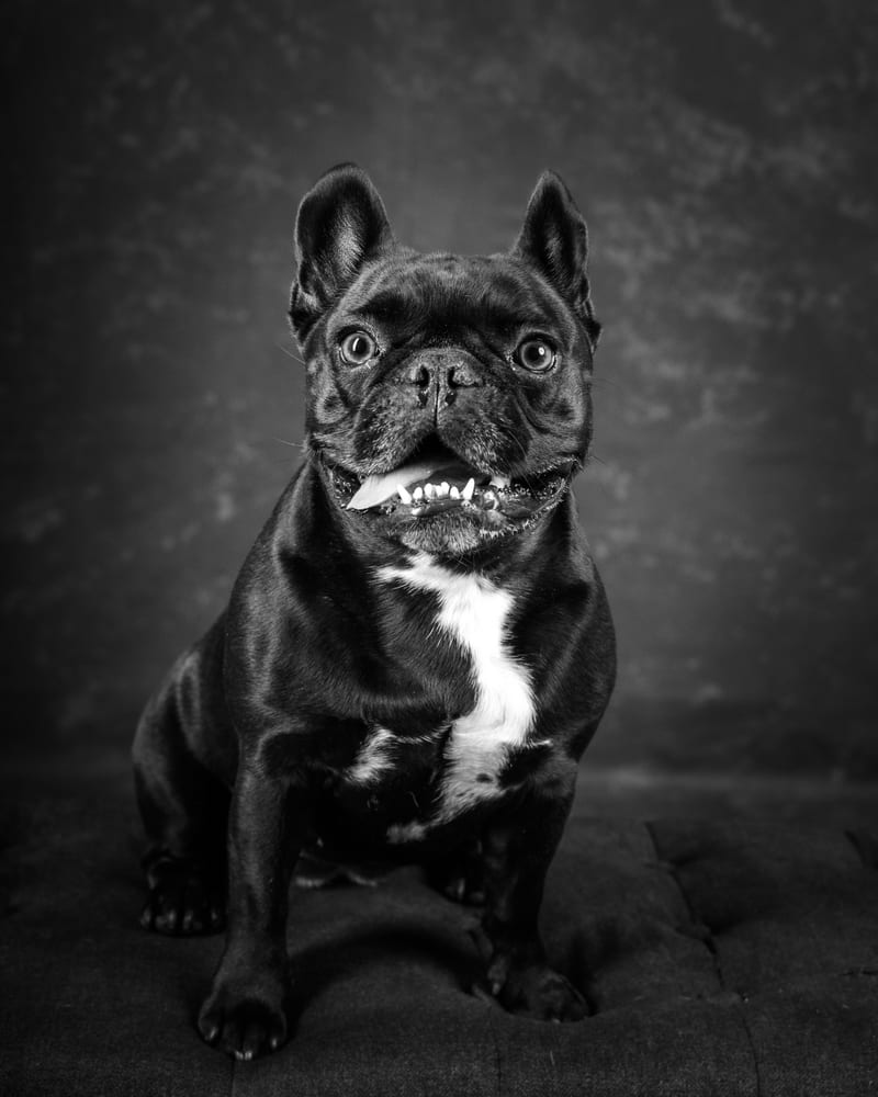 Her Frenchie on his own, looking straight at the camera