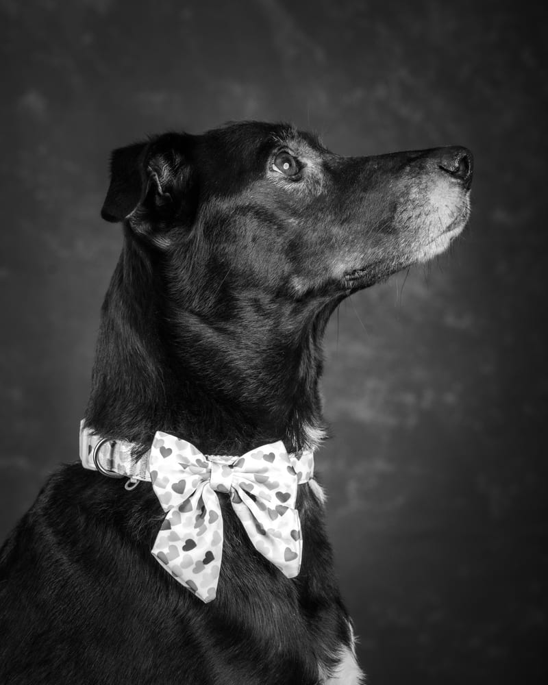 Their dog in a bow tie, in profile