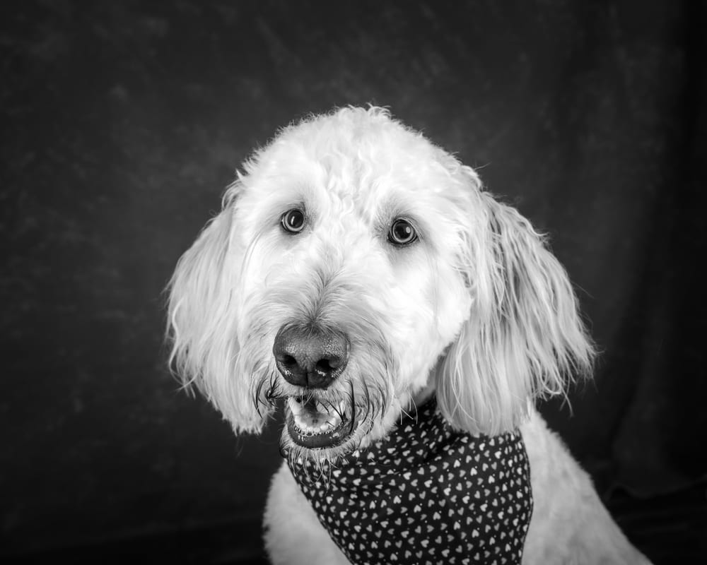 Nadia's doodle in a polka-dot bandana